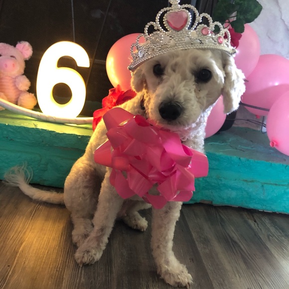 Meet Molly❤️ - Picture 3 of 16